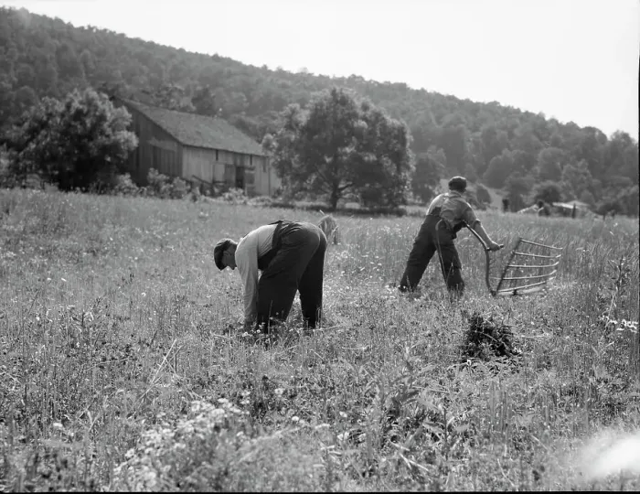 Framed Print : Cradling wheat near Sperryville, Virginia, 1936. Creator: Dorothea Lange Framed Print : Cradling wheat near Sperryville, Virginia, 1936. Creator: Dorothea Lange