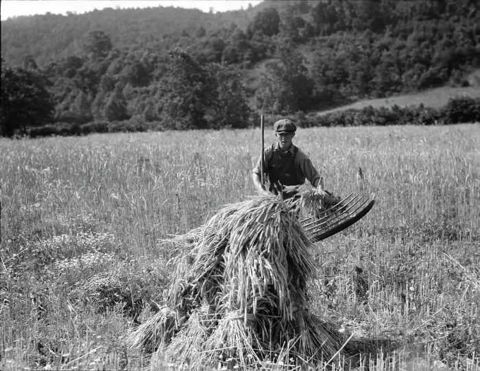 Framed Print : Cradling wheat near Sperryville, Virginia, 1936. Creator: Dorothea Lange Framed Print : Cradling wheat near Sperryville, Virginia, 1936. Creator: Dorothea Lange