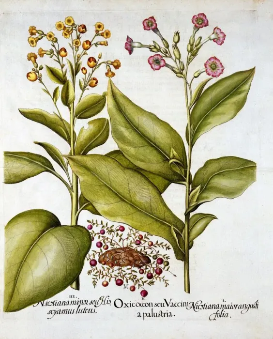 Framed Print : Cranberry and Flowering Tobacco, from Hortus Eystettensis, by Basil Besler (1561-1629), pub Framed Print : Cranberry and Flowering Tobacco, from Hortus Eystettensis, by Basil Besler (1561-1629), pub