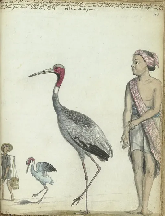 Framed Print : Crane, 1784. Creator: Jan Brandes