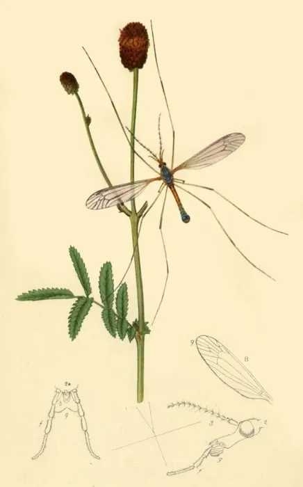 Framed Print : Crane-Fly: Tipula longicornis, 1834, (1945). Creator: John Curtis Framed Print : Crane-Fly: Tipula longicornis, 1834, (1945). Creator: John Curtis