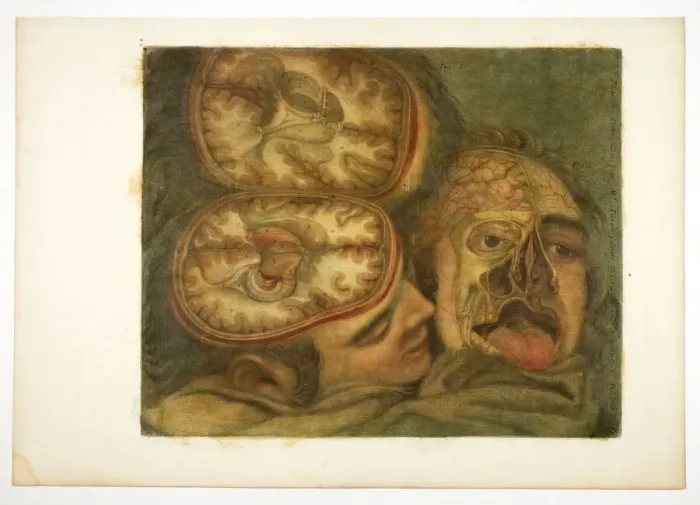 Framed Print : Cranial Dissection, plate five from Anatomy of the Head, in Printed Paintings, 1748. Creator: Jacques Fabian Gautier Dagoty Framed Print : Cranial Dissection, plate five from Anatomy of the Head, in Printed Paintings, 1748. Creator: Jacques Fabian Gautier Dagoty