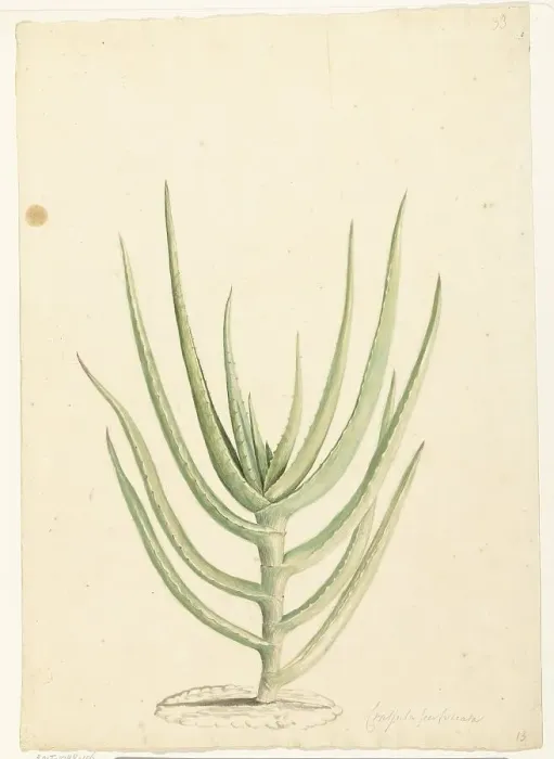 Framed Print : Crassula perfoliata, 1668-1729. Creator: Vincent Laurentz van der Vinne I Framed Print : Crassula perfoliata, 1668-1729. Creator: Vincent Laurentz van der Vinne I