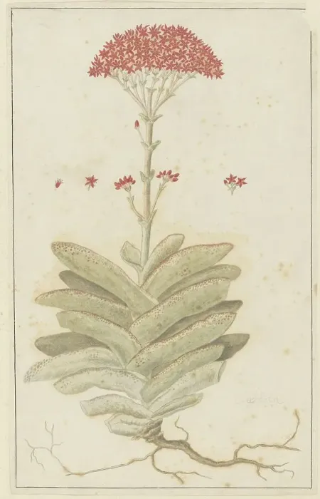 Framed Print : Crassula perfoliata L. (Sekelblaarplakkie), 1777-1786. Creator: Robert Jacob Gordon