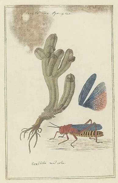 Crassula pyramidalis Thunb. (Pagoda mini jade) and a Dictyophorus spumans (Koppie foam...1777-1786. Creator: Robert Jacob Gordon)