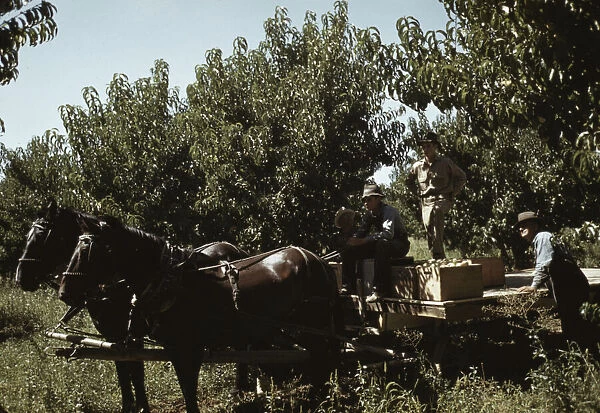 Crates of peaches being gathered from pickers to be hauled to... Delta County, Colo. 1940. Creator: Russell Lee