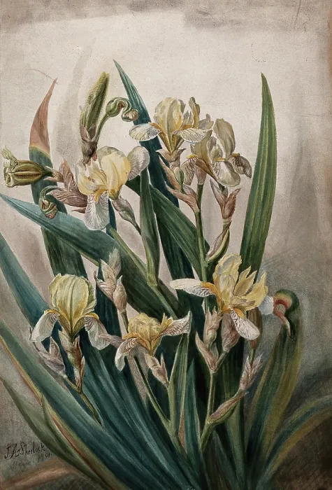 Framed Print : Cream iris flowers, 1901. Creator: JA Sherlock Framed Print : Cream iris flowers, 1901. Creator: JA Sherlock