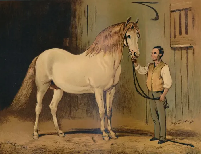 Framed Print : Cream State Carriage Horse. (Of Her Majestys Stud), c1879. Creator: Unknown Framed Print : Cream State Carriage Horse. (Of Her Majestys Stud), c1879. Creator: Unknown