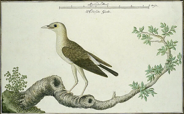 Creatophora cinerea (Wattled starling), 1777-1786. Creator: Robert Jacob Gordon