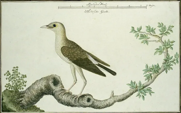 Framed Print : Creatophora cinerea (Wattled starling), 1777-1786. Creator: Robert Jacob Gordon Framed Print : Creatophora cinerea (Wattled starling), 1777-1786. Creator: Robert Jacob Gordon