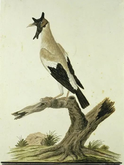 Framed Print : Creatophora cinerea (Wattled starling), 1777-1786. Creator: Robert Jacob Gordon Framed Print : Creatophora cinerea (Wattled starling), 1777-1786. Creator: Robert Jacob Gordon