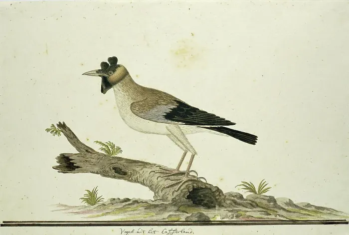 Framed Print : Creatophora cinerea (Wattled starling), 1777-1786. Creator: Robert Jacob Gordon Framed Print : Creatophora cinerea (Wattled starling), 1777-1786. Creator: Robert Jacob Gordon