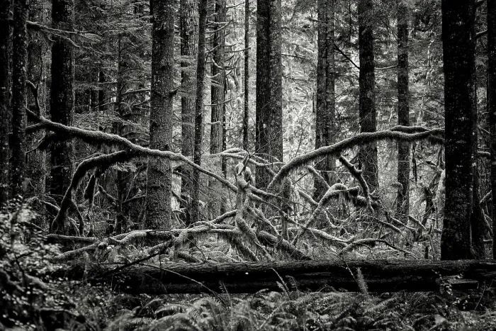 Framed Print : Creature of the Forest. Creator: Joshua Johnston Framed Print : Creature of the Forest. Creator: Joshua Johnston