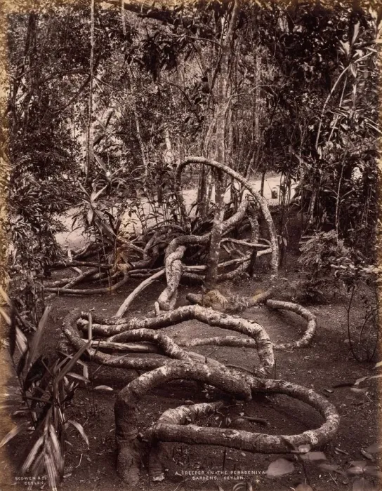 Framed Print : A Creeper in the Peradeniya Gardens, Ceylon, c. 1880. Creator: Scowen & Co. (British Framed Print : A Creeper in the Peradeniya Gardens, Ceylon, c. 1880. Creator: Scowen & Co. (British