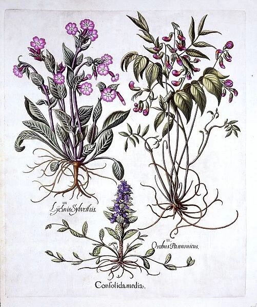Creeping Bugle, Spring Vetch and Red Campion, from Hortus Eystettensis, by Basil Besler