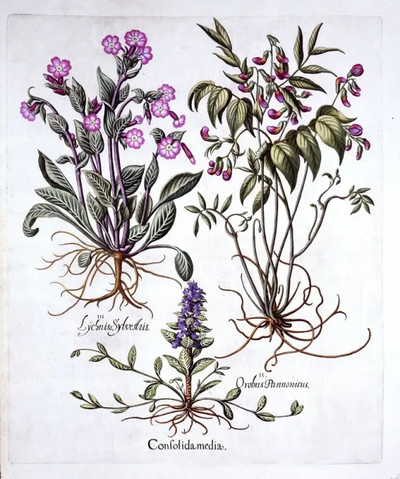 Framed Print : Creeping Bugle, Spring Vetch and Red Campion, from Hortus Eystettensis, by Basil Besler Framed Print : Creeping Bugle, Spring Vetch and Red Campion, from Hortus Eystettensis, by Basil Besler