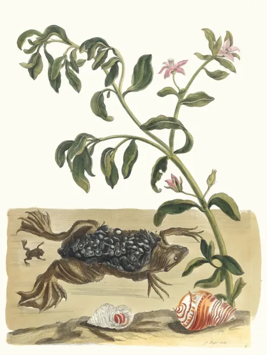 Framed Print : Cresson. From the Book Metamorphosis insectorum Surinamensium, 1705 Framed Print : Cresson. From the Book Metamorphosis insectorum Surinamensium, 1705