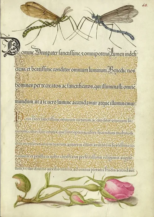 Framed Print : Crested Crane Fly, Insect, and French Rose, 1561-1562; illumination added 1591-1596. Creator: Joris Hoefnagel Framed Print : Crested Crane Fly, Insect, and French Rose, 1561-1562; illumination added 1591-1596. Creator: Joris Hoefnagel