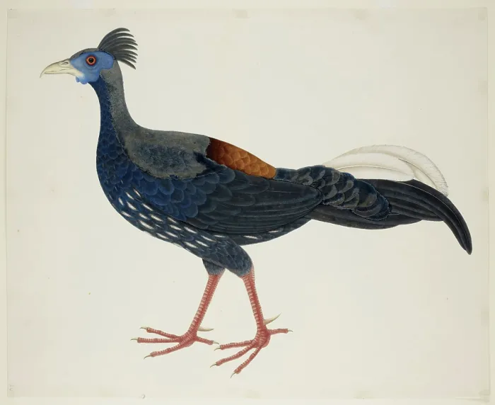 Framed Print : Crested Fireback Pheasant, c1824. Creator: J Briois Framed Print : Crested Fireback Pheasant, c1824. Creator: J Briois