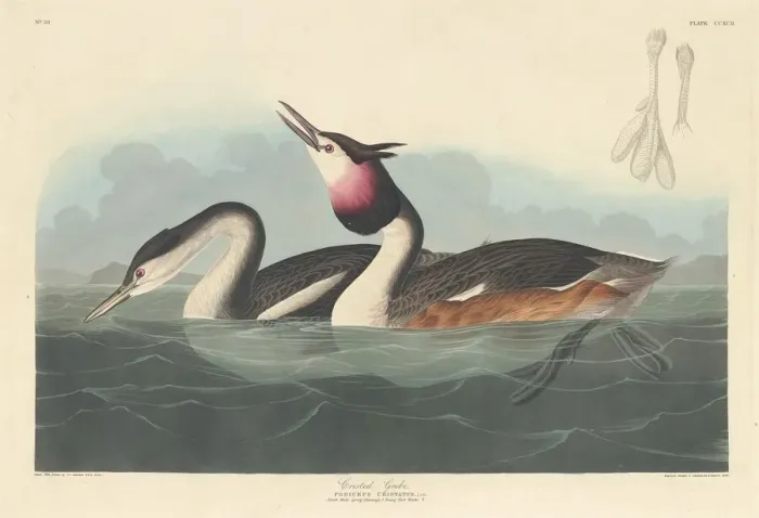 Framed Print : Crested Grebe, 1836. Creator: Robert Havell Framed Print : Crested Grebe, 1836. Creator: Robert Havell
