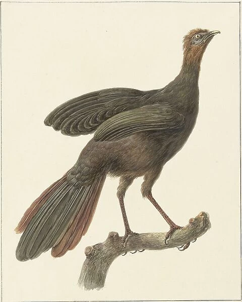 Crested guan (Penelope Purpurascens), 1759-1842. Creator: Pieter Bartholomeusz. Barbiers