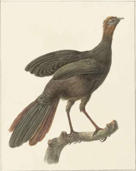 Framed Print : Crested guan (Penelope Purpurascens), 1759-1842. Creator: Pieter Bartholomeusz. Barbiers Framed Print : Crested guan (Penelope Purpurascens), 1759-1842. Creator: Pieter Bartholomeusz. Barbiers