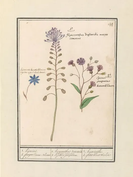 Framed Print : Crested Hyacinth (Muscari comosum) and Cornflower (Centaurie), 1596-1610. Creators: Anselmus de Boodt, Elias Verhulst Framed Print : Crested Hyacinth (Muscari comosum) and Cornflower (Centaurie), 1596-1610. Creators: Anselmus de Boodt, Elias Verhulst