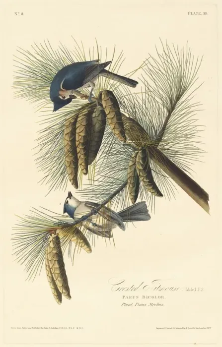 Framed Print : Crested Titmouse, 1828. Creator: Robert Havell Framed Print : Crested Titmouse, 1828. Creator: Robert Havell