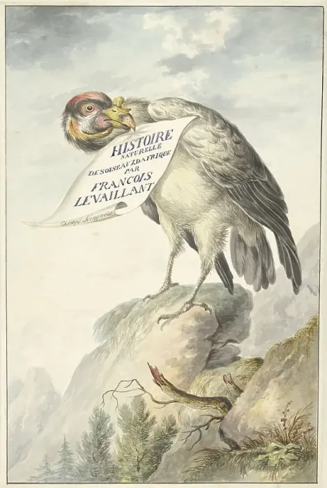 Framed Print : Crested vulture with a sheet of paper in its beak, 1763-1824. Creator: Circle of François Le Vaillant Framed Print : Crested vulture with a sheet of paper in its beak, 1763-1824. Creator: Circle of François Le Vaillant
