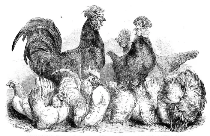 Framed Print : Crevecoeur fowls and Japanese bantams...at the Crystal Palace, 1862. Creator: Harrison Weir Framed Print : Crevecoeur fowls and Japanese bantams...at the Crystal Palace, 1862. Creator: Harrison Weir