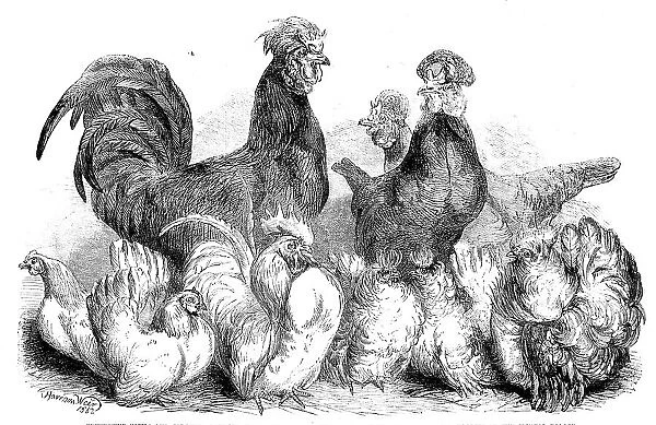 Crevecoeur fowls and Japanese bantams...at the Crystal Palace, 1862. Creator: Harrison Weir