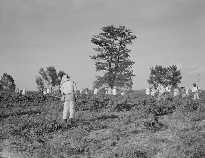 Framed Print : A crew of 200 hoers were brought to the Aldridge Plantation to hoe cotton at a dollar a day, 1937. Creator: Dorothea Lange Framed Print : A crew of 200 hoers were brought to the Aldridge Plantation to hoe cotton at a dollar a day, 1937. Creator: Dorothea Lange