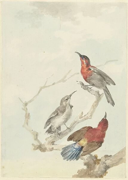 Three Crimson Sunbirds, 1780. Creator: Aert Schouman