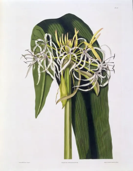 Framed Print : Crinum Declinatum, 1831-1834 Framed Print : Crinum Declinatum, 1831-1834