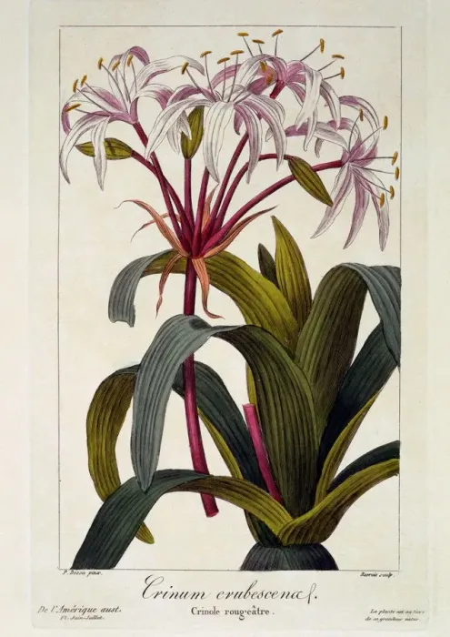 Framed Print : Crinum erubescens, pub. 1836. Creator: Panacre Bessa (1772-1846) Framed Print : Crinum erubescens, pub. 1836. Creator: Panacre Bessa (1772-1846)