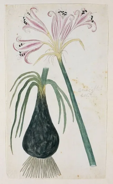 Framed Print : Crinum macowanii Baker, formerly Amaryllis belladonna (Cape coast lily), 1777-1786. Creator: Robert Jacob Gordon Framed Print : Crinum macowanii Baker, formerly Amaryllis belladonna (Cape coast lily), 1777-1786. Creator: Robert Jacob Gordon