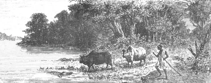 Framed Print : Crocodile attempting to seize an Ox; Journey from the Senegal to the Niger, 1875. Creator: Unknown Framed Print : Crocodile attempting to seize an Ox; Journey from the Senegal to the Niger, 1875. Creator: Unknown