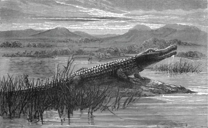 Framed Print : Crocodile; Life in a South African Colony, 1875. Creator: Unknown Framed Print : Crocodile; Life in a South African Colony, 1875. Creator: Unknown