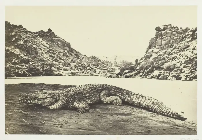 Framed Print : Crocodile on a Sand-Bank, 1857. Creator: Francis Frith Framed Print : Crocodile on a Sand-Bank, 1857. Creator: Francis Frith