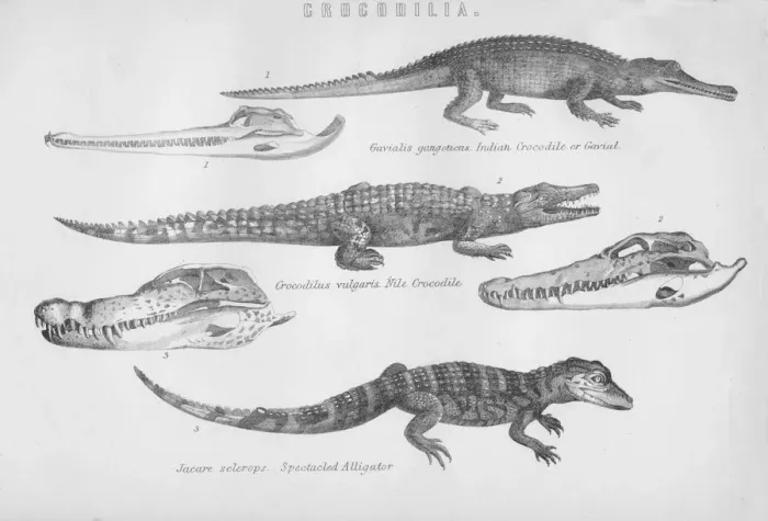 Framed Print : Crocodilia, 19th century. Creator: Unknown Framed Print : Crocodilia, 19th century. Creator: Unknown