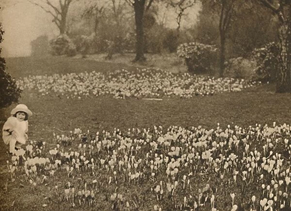 The Crocus Carpet of Spring, c1935. Creator: Unknown
