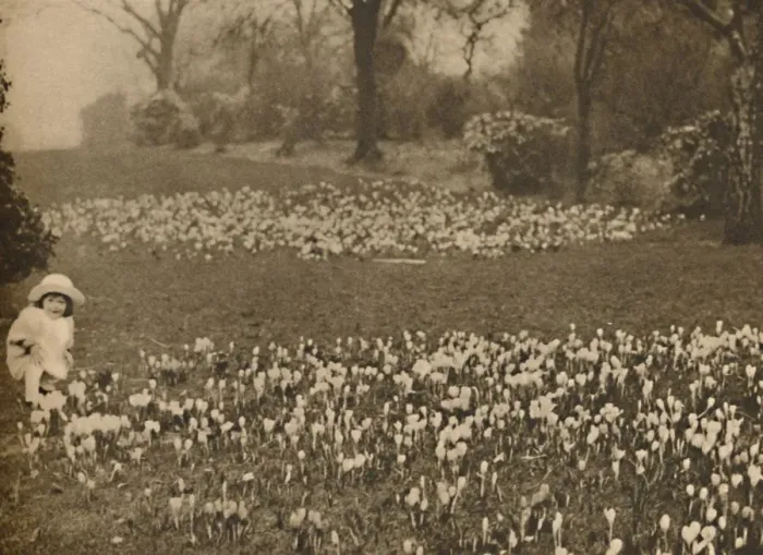 Framed Print : The Crocus Carpet of Spring, c1935. Creator: Unknown Framed Print : The Crocus Carpet of Spring, c1935. Creator: Unknown