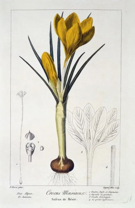 Framed Print : Crocus Maesiacus, 1836. Creator: Panacre Bessa (1772-1846) Framed Print : Crocus Maesiacus, 1836. Creator: Panacre Bessa (1772-1846)