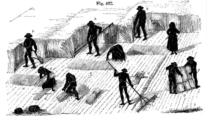 Framed Print : Crop rotation: harvesting corn, 1855 Framed Print : Crop rotation: harvesting corn, 1855