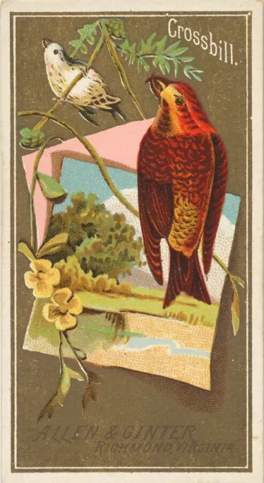 Framed Print : Crossbill, from the Birds of America series (N4) for Allen & Ginter Cigarettes Brands Framed Print : Crossbill, from the Birds of America series (N4) for Allen & Ginter Cigarettes Brands