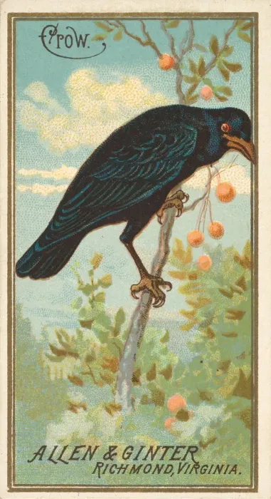 Framed Print : Crow, from the Birds of America series (N4) for Allen & Ginter Cigarettes Brands Framed Print : Crow, from the Birds of America series (N4) for Allen & Ginter Cigarettes Brands