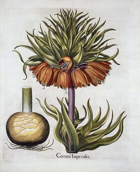 Crown Imperial called Fritillaria, from Hortus Eystettensis, by Basil Besler (1561-1629) pub