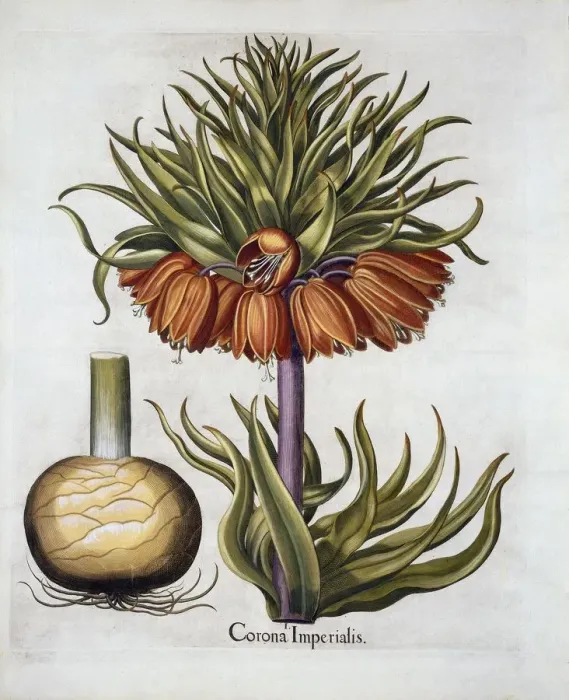 Framed Print : Crown Imperial called Fritillaria, from Hortus Eystettensis, by Basil Besler (1561-1629) pub Framed Print : Crown Imperial called Fritillaria, from Hortus Eystettensis, by Basil Besler (1561-1629) pub