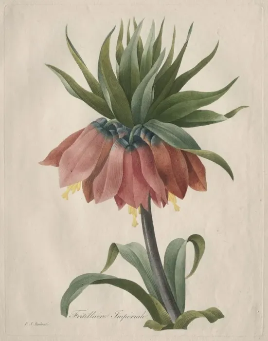 Framed Print : Crown Imperial Fritillary, 1827. Creator: Henry Joseph Redoute (French, 1766-1853) Framed Print : Crown Imperial Fritillary, 1827. Creator: Henry Joseph Redoute (French, 1766-1853)
