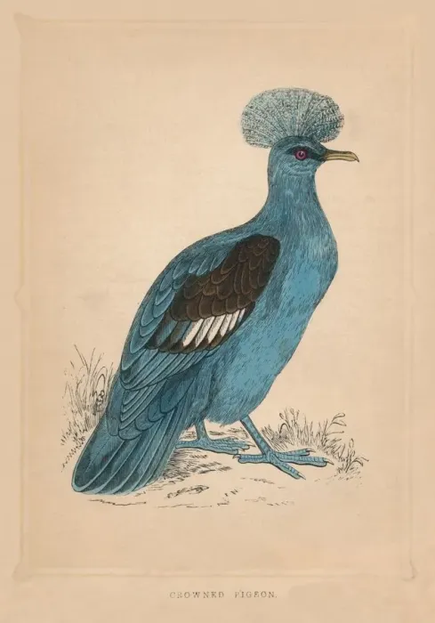 Framed Print : Crowned Pigeon, (Goura), c1850, (1856) Framed Print : Crowned Pigeon, (Goura), c1850, (1856)